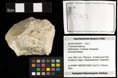 Foto (Objekt + Etiketten) von ? Goniodromites sp. 